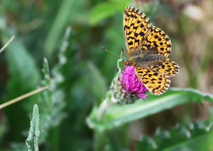 Boloria dia-3