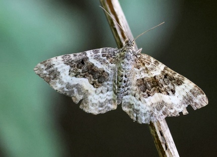 Epirrhoe alternata