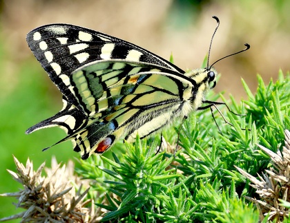 Papilio machaon-4