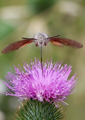 Macroglossum stellarum-51