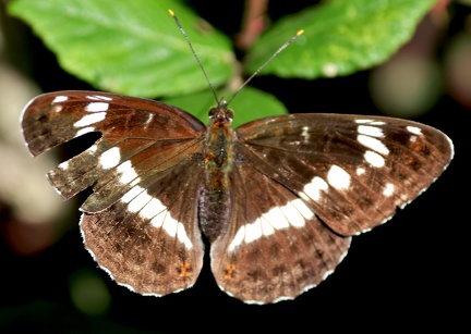 Limenitis camilla-31