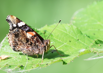 Vanessa atalanta-31