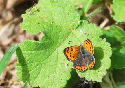 Lycaena tityrus-6