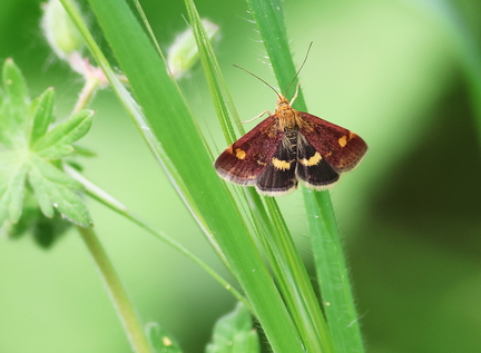 Pyrausta aurata