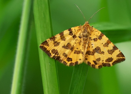 Pseudopanthera macularia