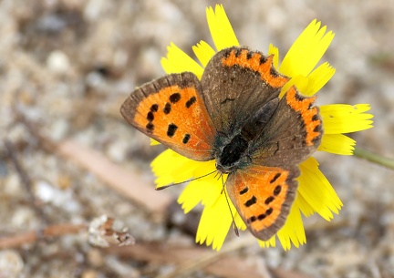 Lycaena phlaeas-3