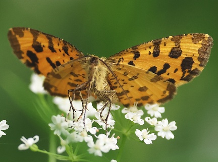 Pseudopanthera macularia-1