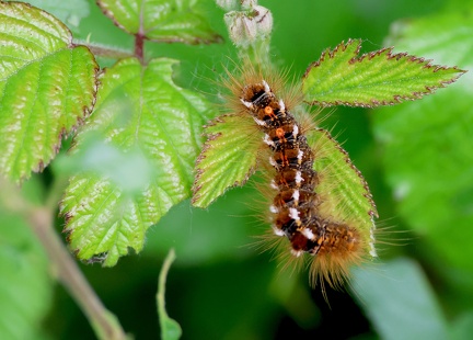 Euproctis Chrysorrhoea
