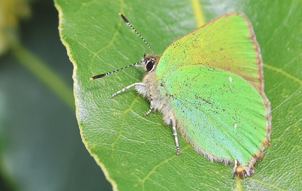 Callophrys rubi-2