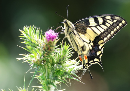 Papilio machaon-82