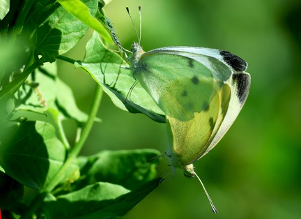 Pieris brassicae-3