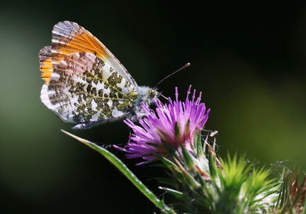 Anthocharis cardamines-5