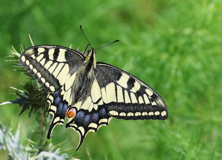 Papilio machaon-83