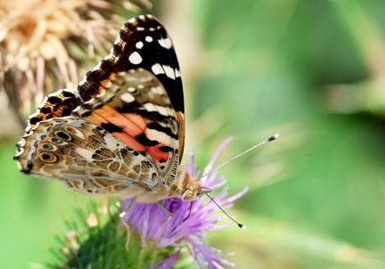 Vanessa cardui-41