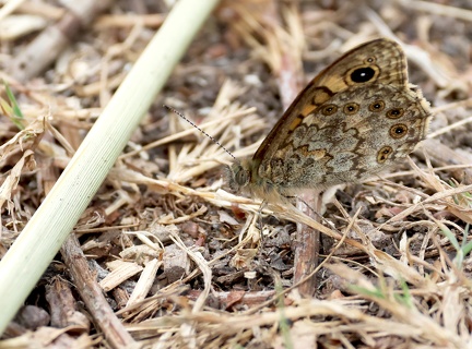 Lasiommata megera-4