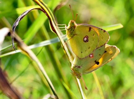 Colias crocea-21