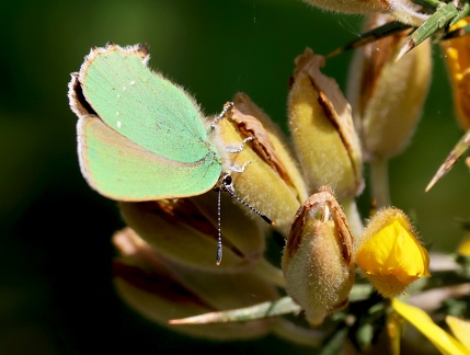 Callophrys rubi-3
