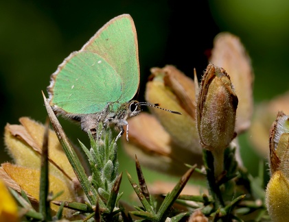 Callophrys rubi-31