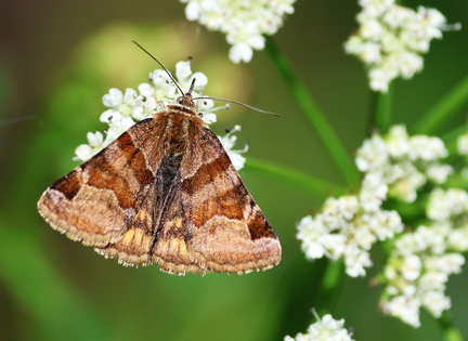 Euclidia glyphica-1