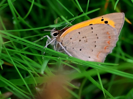 Lycaena phlaeas-4
