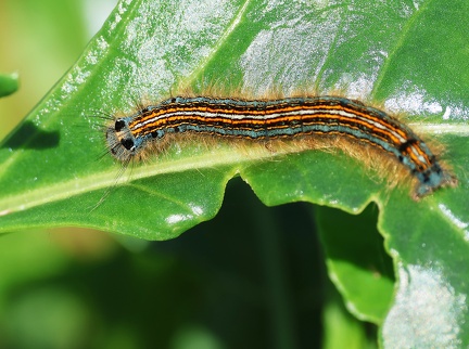 Malacosoma neustria-1