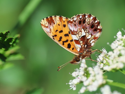 Boloria dia-4