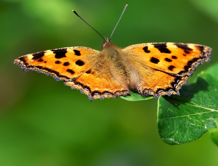 Nymphalis polychloros-1