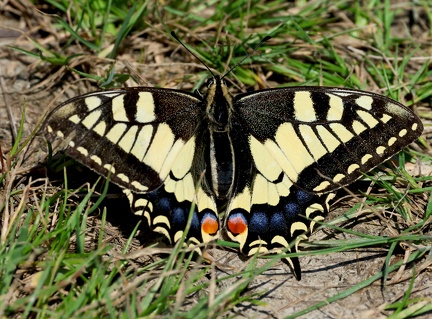 Papilio machaon-6