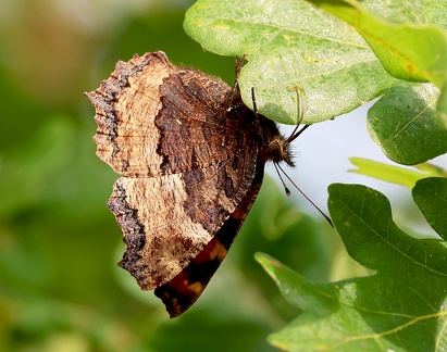 Nymphalis polychloros-2