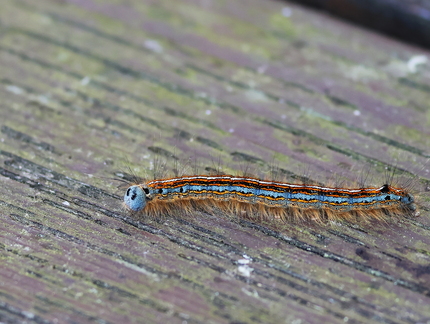 Malacosoma neustria-4