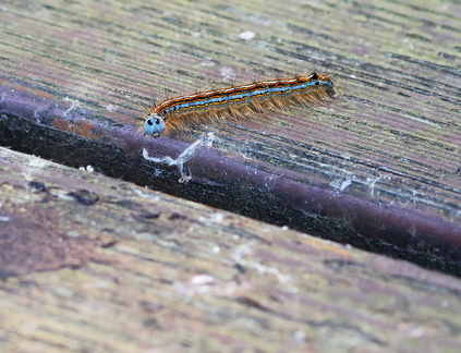 Malacosoma neustria-41