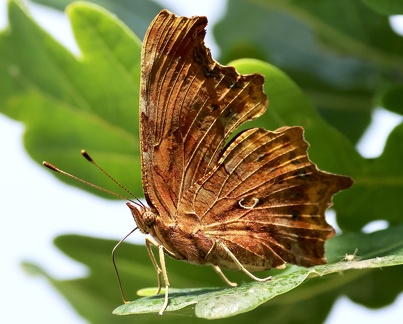 Polygonia c-album-5