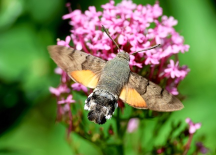 Macroglossum stellatarum-4