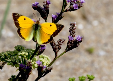 Colias crocea