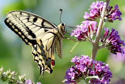 Papilio machaon-7