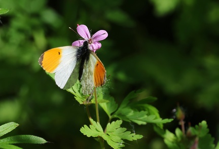 Anthocharis cardamines-42