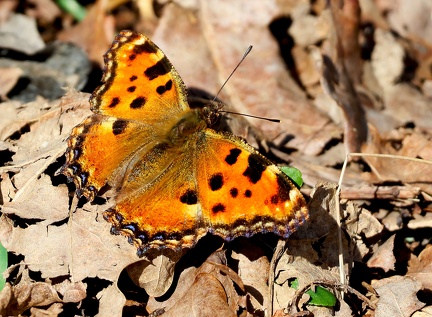 Nymphalis polychloros