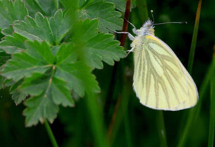 Pieris napi-2