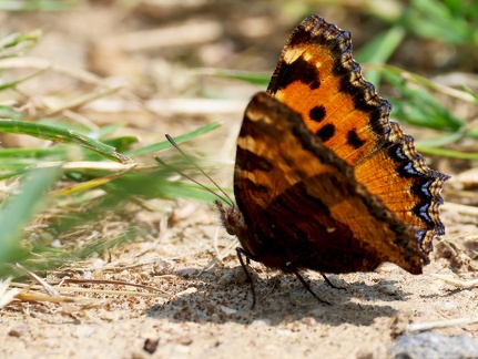 Nymphalis polychloros-5