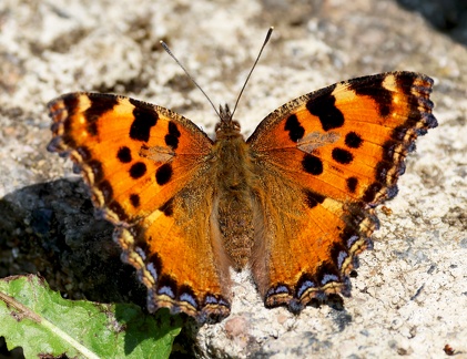 Nymphalis polychloros-3