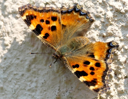 Nymphalis polychloros-4