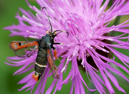 Bembecia chrysidiformis