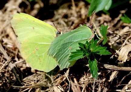 Gonepterys rhamni-41