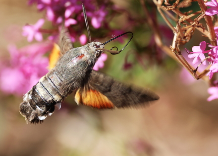 Macroglossum stellatarum-7