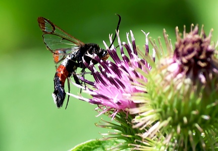 Synanthedon formicaeformis