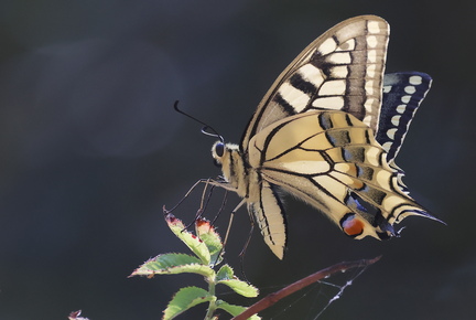 Papilio machaon-91