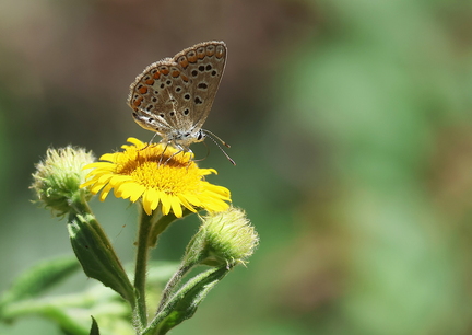 Aricia agestis-40