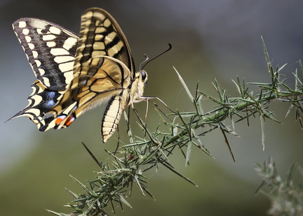 Papilio machaon-92