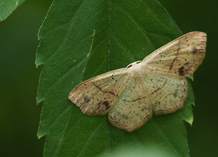 Cyclophora punctaria