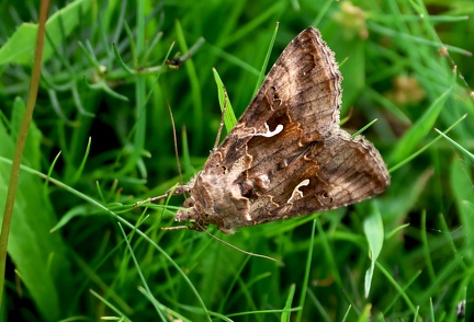 Autographa gamma-1